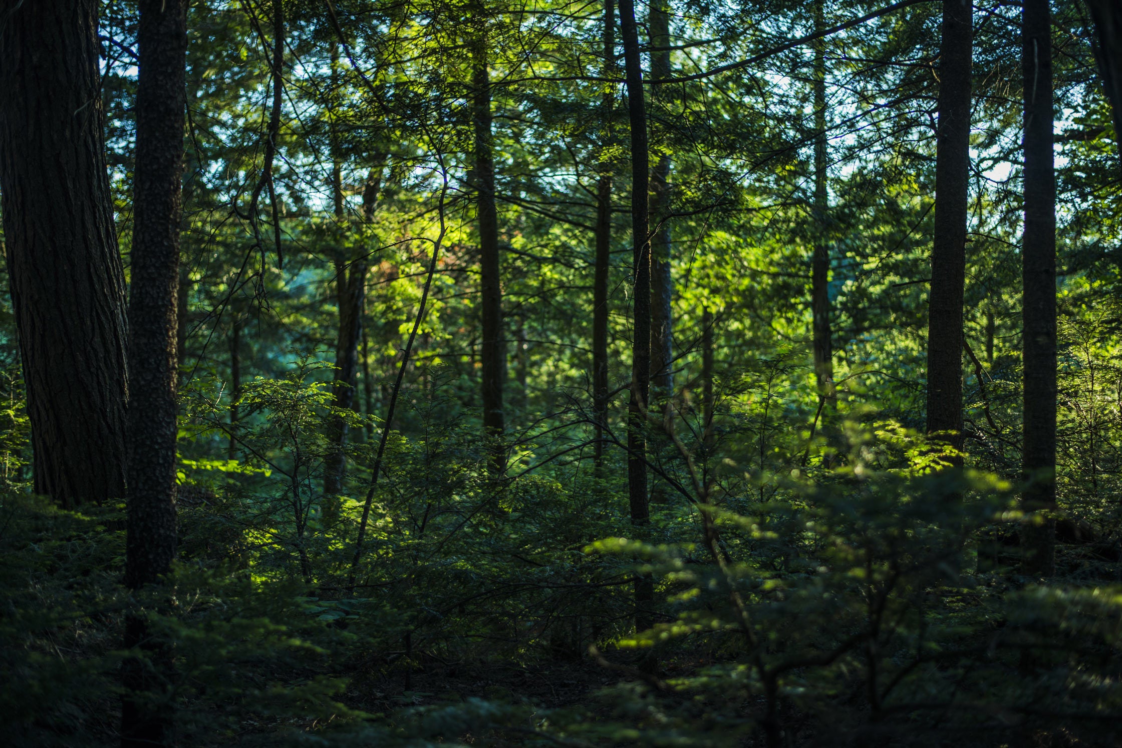 Wald Bild