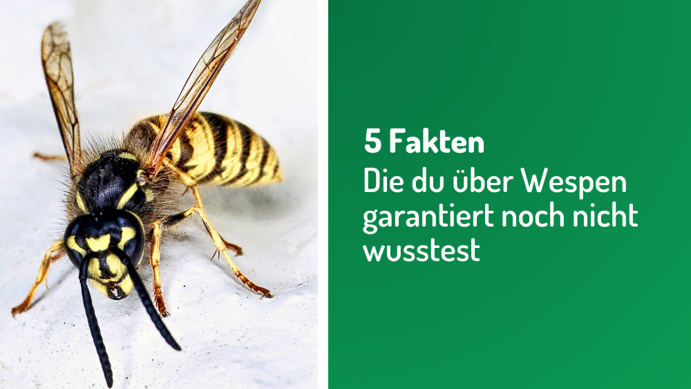 5 skurrile Fakten, die du über Wespen garantiert noch nicht wusstest!