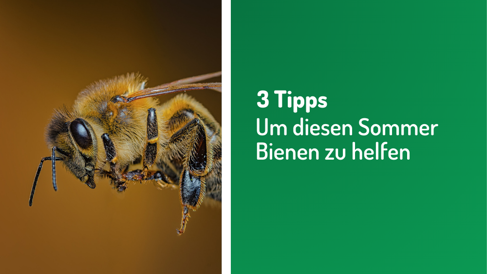 3 Tipps um Bienen zu Helfen