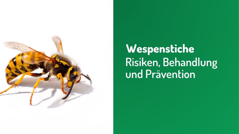 Wespenstiche - Risiken, Behandlung und Prävention